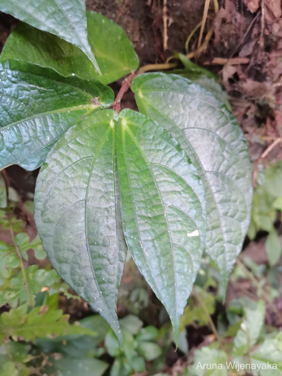 Elatostema heyneanum (Wedd.) Hallier f.